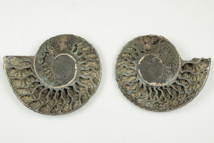 3.1" Cut & Polished, Pyritized Ammonite Fossil - Russia